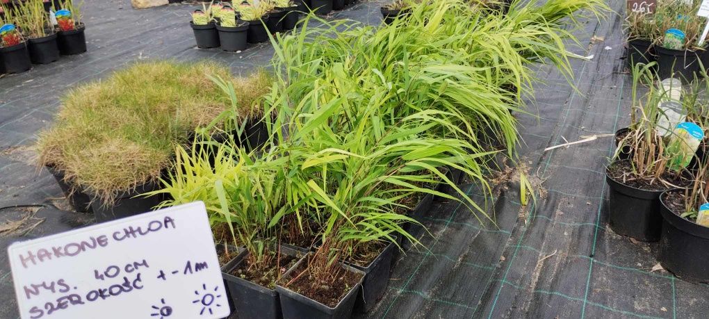Hakonechloa greenhills p9