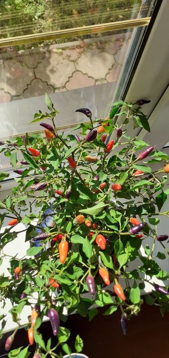 Перец острый комнатный