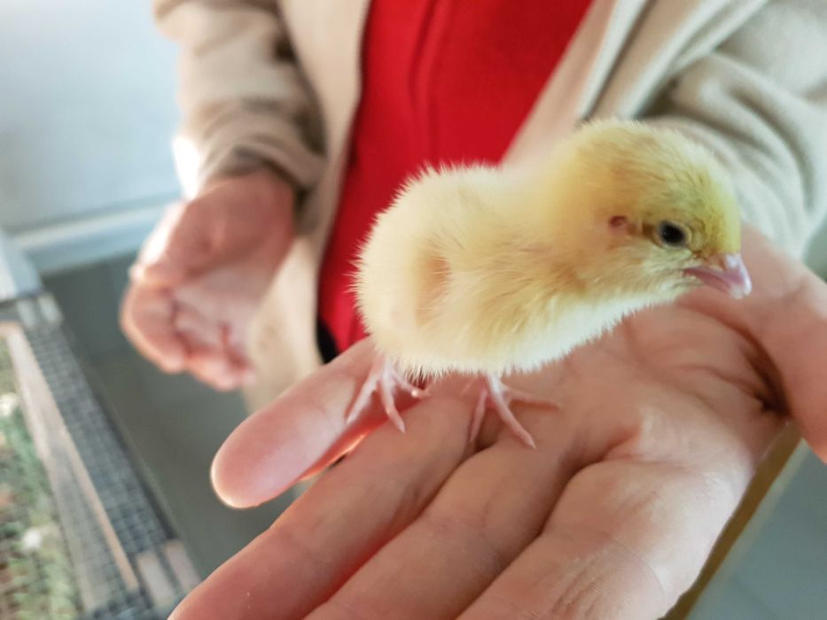 Przepiórka kurka  z jajkiem