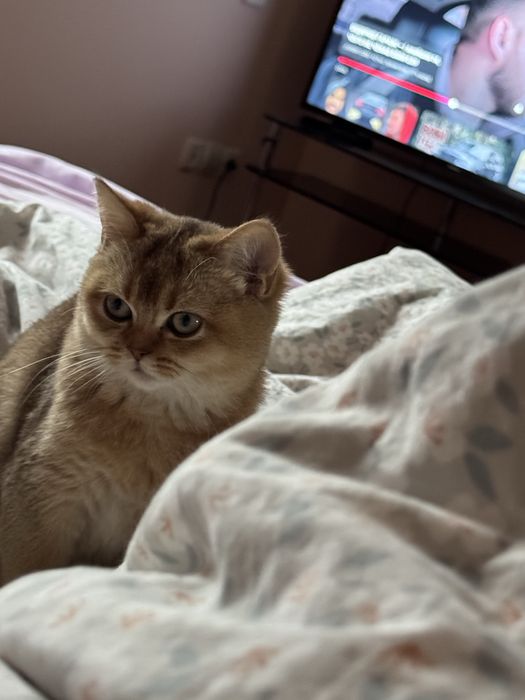 Котик золота шиншила — щеплення, паспорт, ручна красуня 4 місяці