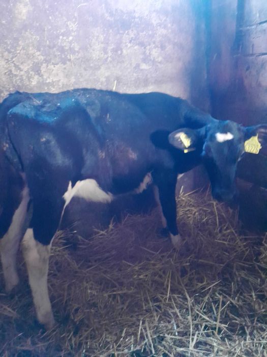 Jałówka 3 miesieczna