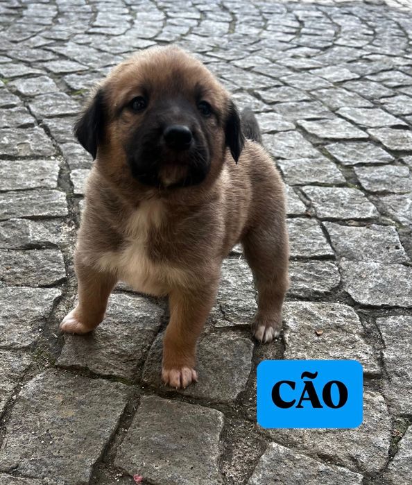 FILHOTE - Macho para adoção