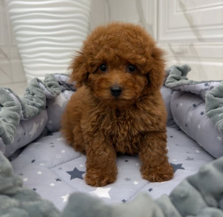 Хлопець той.     пудель