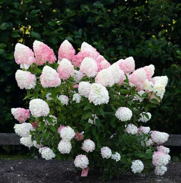 HORTENSJA BUKIETOWA Pink Rose - sadzonki w doniczkach