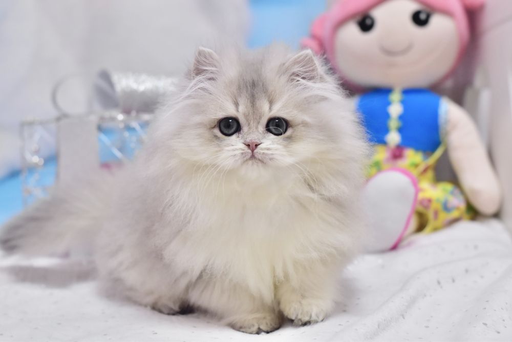 Довгошерстий британський хлопчик, блакитне золото