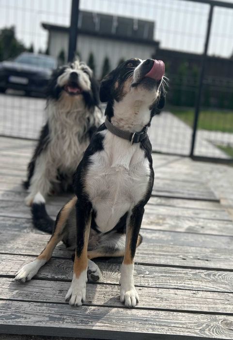 Dwie piękne suczki z pełnym wyposażeniem