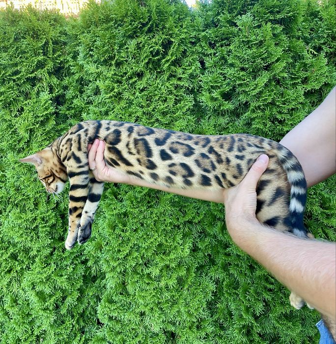 Kocurek bengalski z rodowodem TICA
