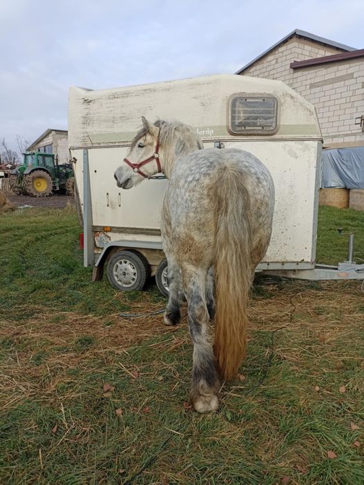 Kobyła szpaczka siwa