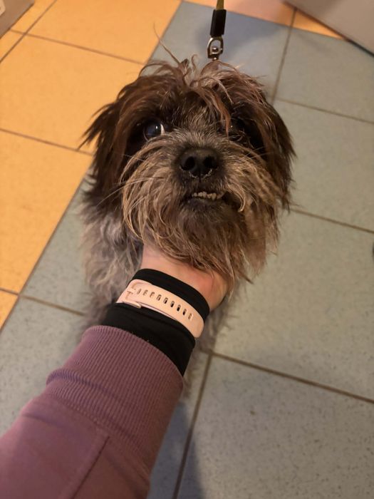 Sunia w typie Shih Tsu ,szuka domu.