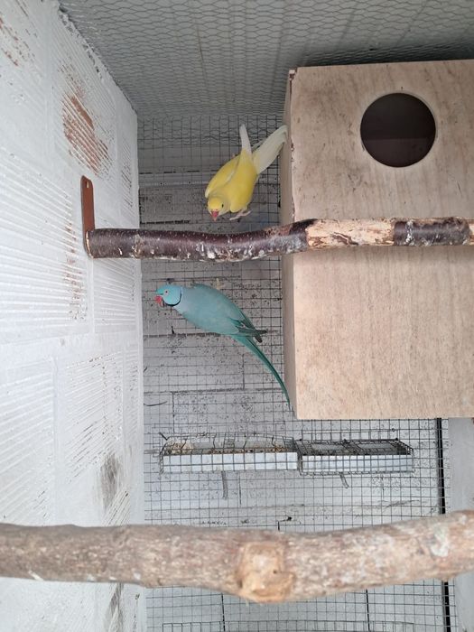 Casais de Ring necks adultos