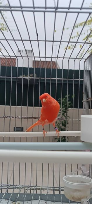 Canário vermelho nevado 2025