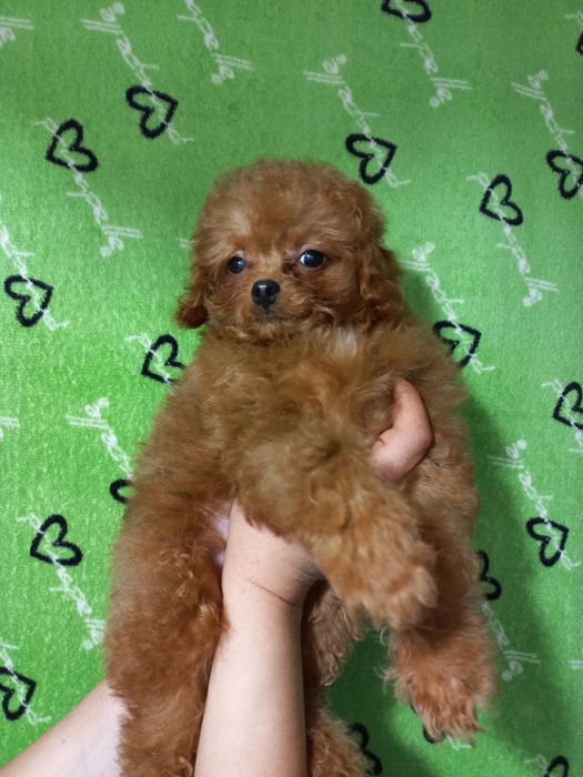 Хлопчик мальтіпу редбраун