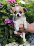 CHIHUAHUA suczka szczeniak szczenię do odbioru