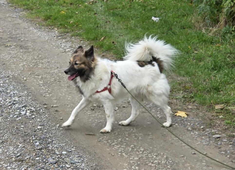 Suczka w typie border collie !