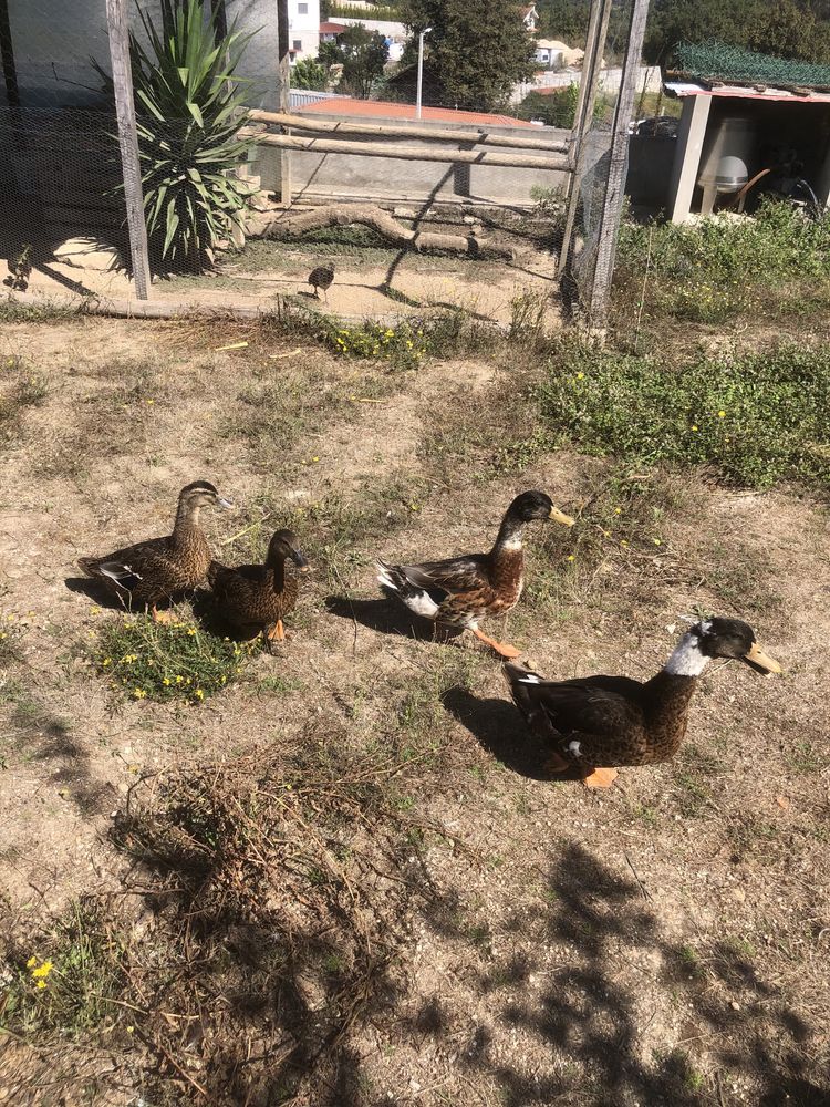 Casal patos rouen