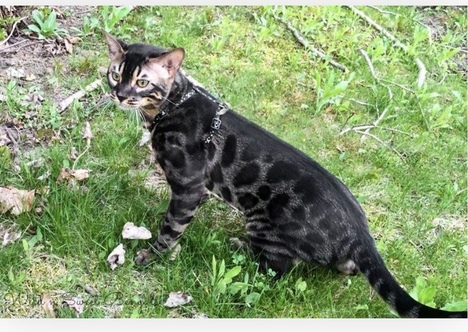 Bengal black melanistik muito raro