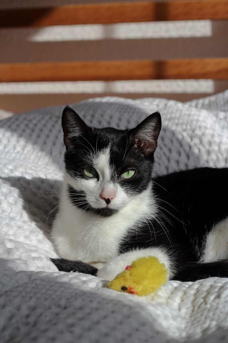Natalka i Martynka - kotki, kicie, koty do adopcji