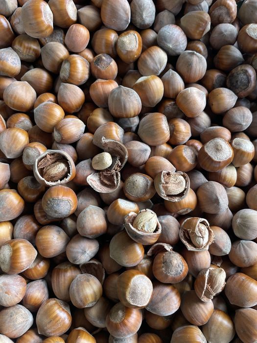 Otzechy laskowe 2 gatunek 10 kg worek