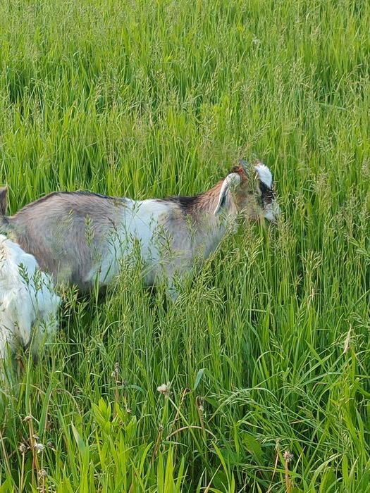 Продам козликів для спарювання