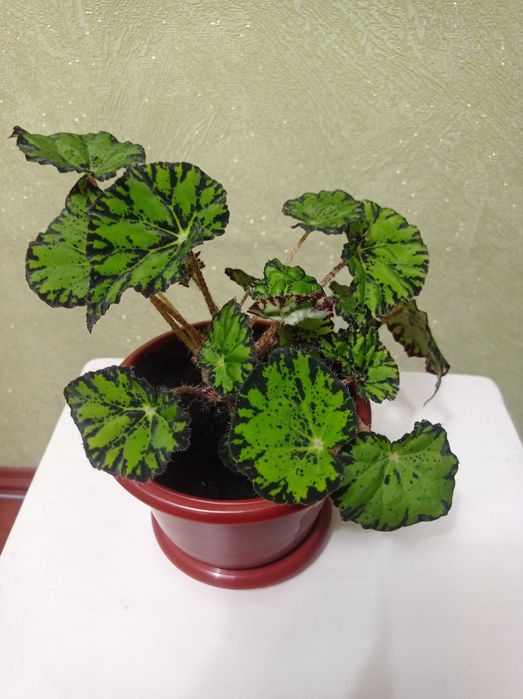 Бегонія. Кімнатна рослина