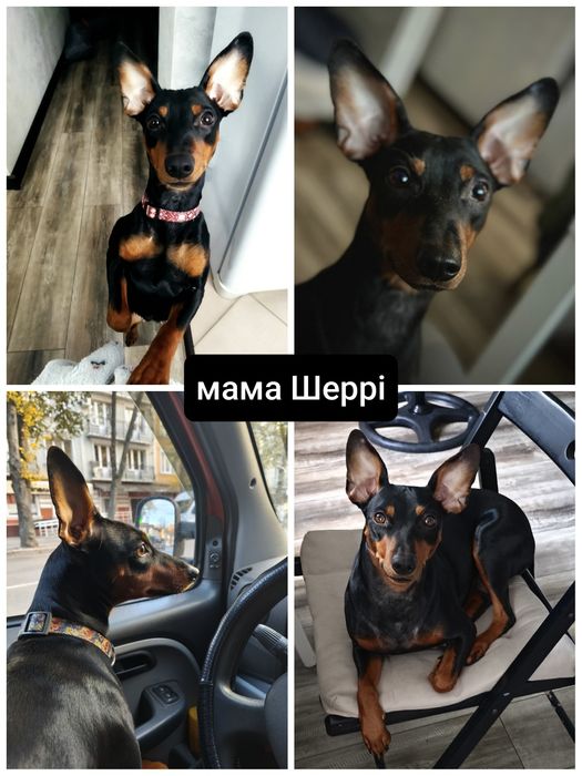 Хлопчики Цвергпінчери народилися 27.08.25 торг