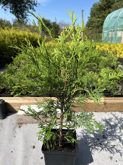 Tuja (thuja) BRABANT ok 50cm