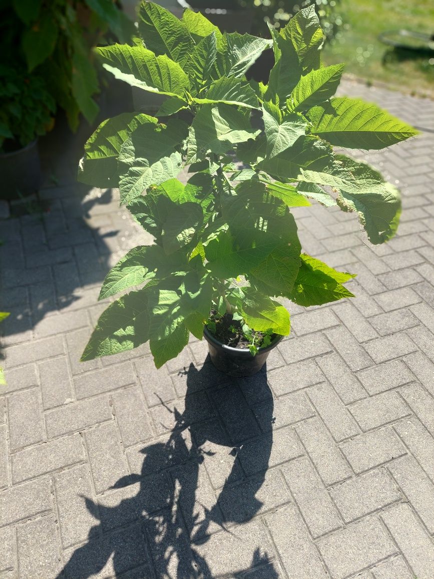 Bieluń  Datura  żółty