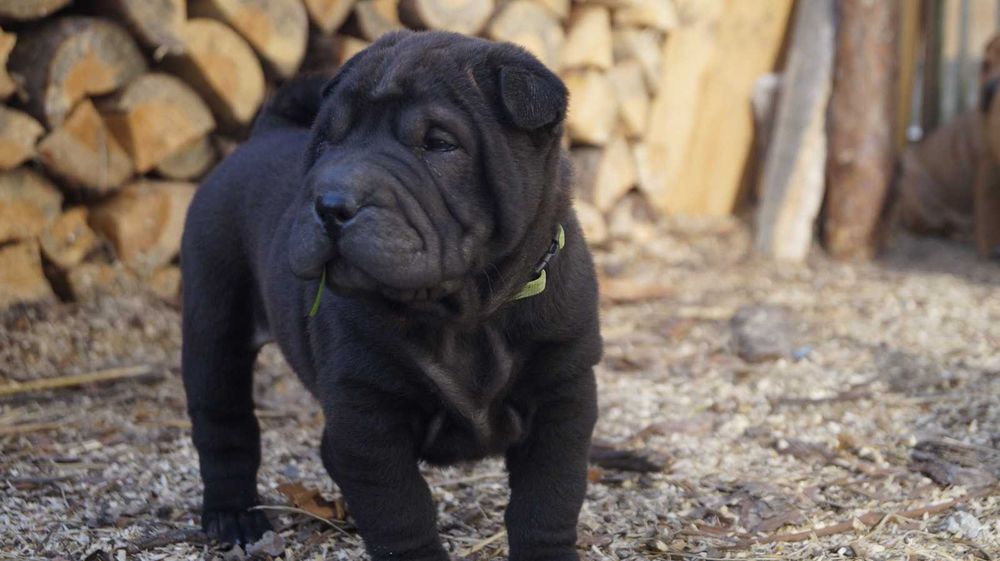 Enzo ,cudny szczeniak Shar Pei z rodowodem