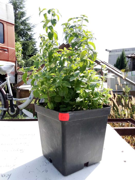 Duże sadzonki mięty 10 zł