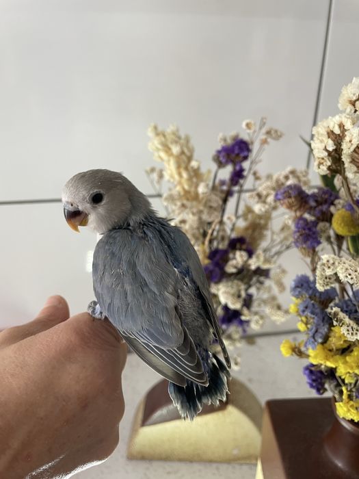 Agapornis azuis domesticados para acabar de criar à mão