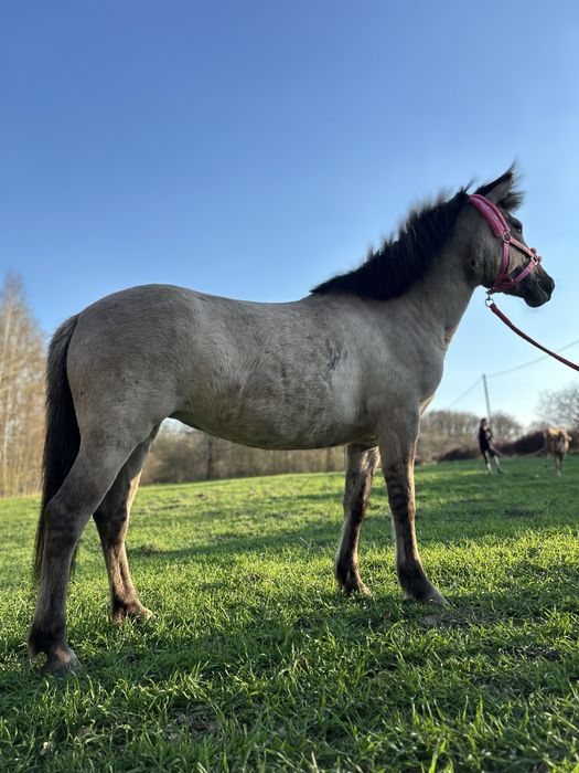 Sprzedam 6 letnią klacz kp