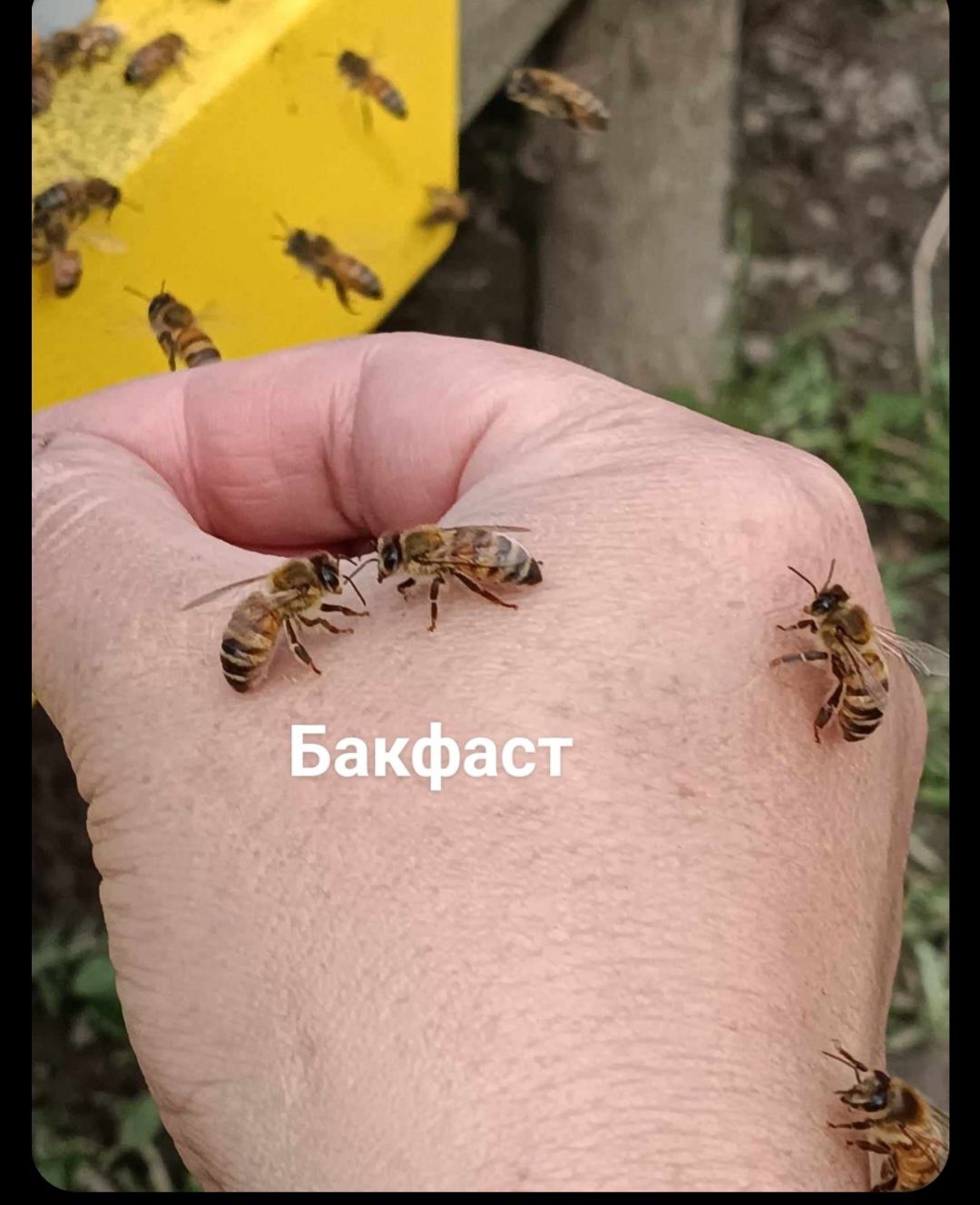 Бджоломатки Бакфаст F-1