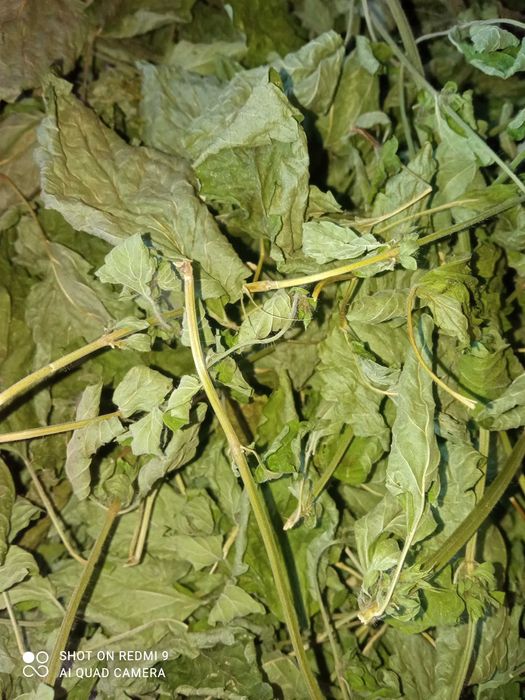 Продаю лікарські трави ( меліса, чебрець,бузина)