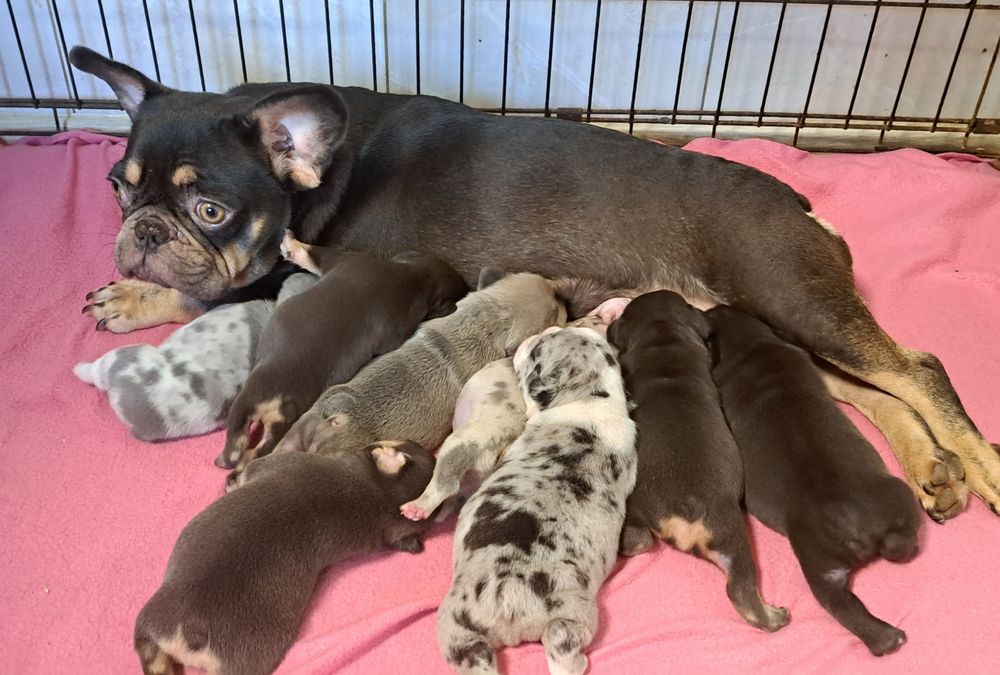 Французський бульдог