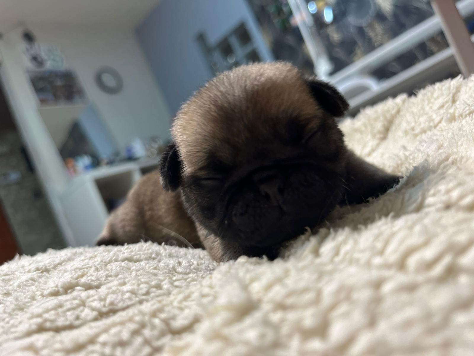 Mops śliczna suczka