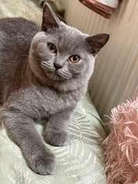 Kotka kot brytyjski niebieski