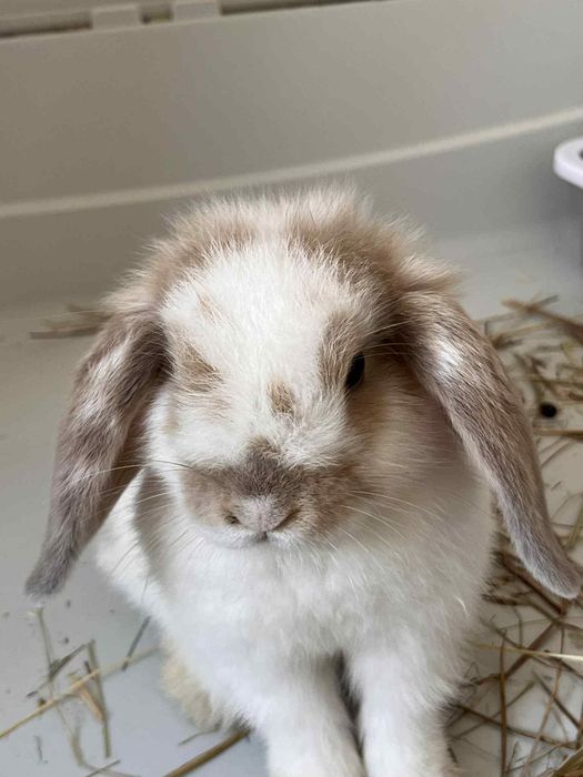 Mini lop Hodowla ! Szczepienia! Czip! baranek karzelek Teddy karzełe