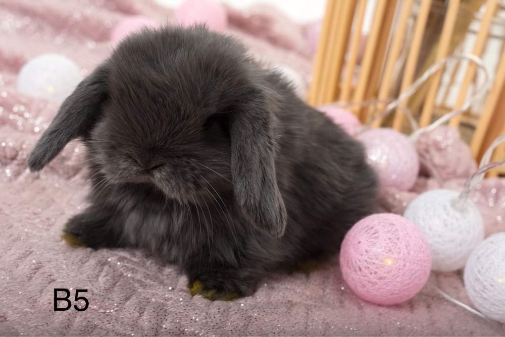 Króliczki królik mini lop miniaturowy baranek LEGALNA HODOWLA