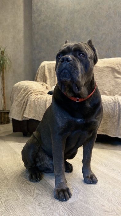 Кане Корсо . Вязка . Серый . КСУ