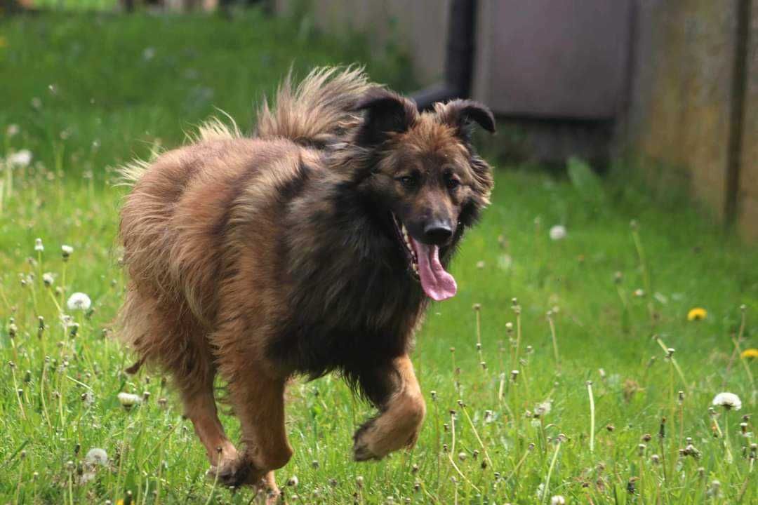 LUK spójrz, pokochaj i adoptuj