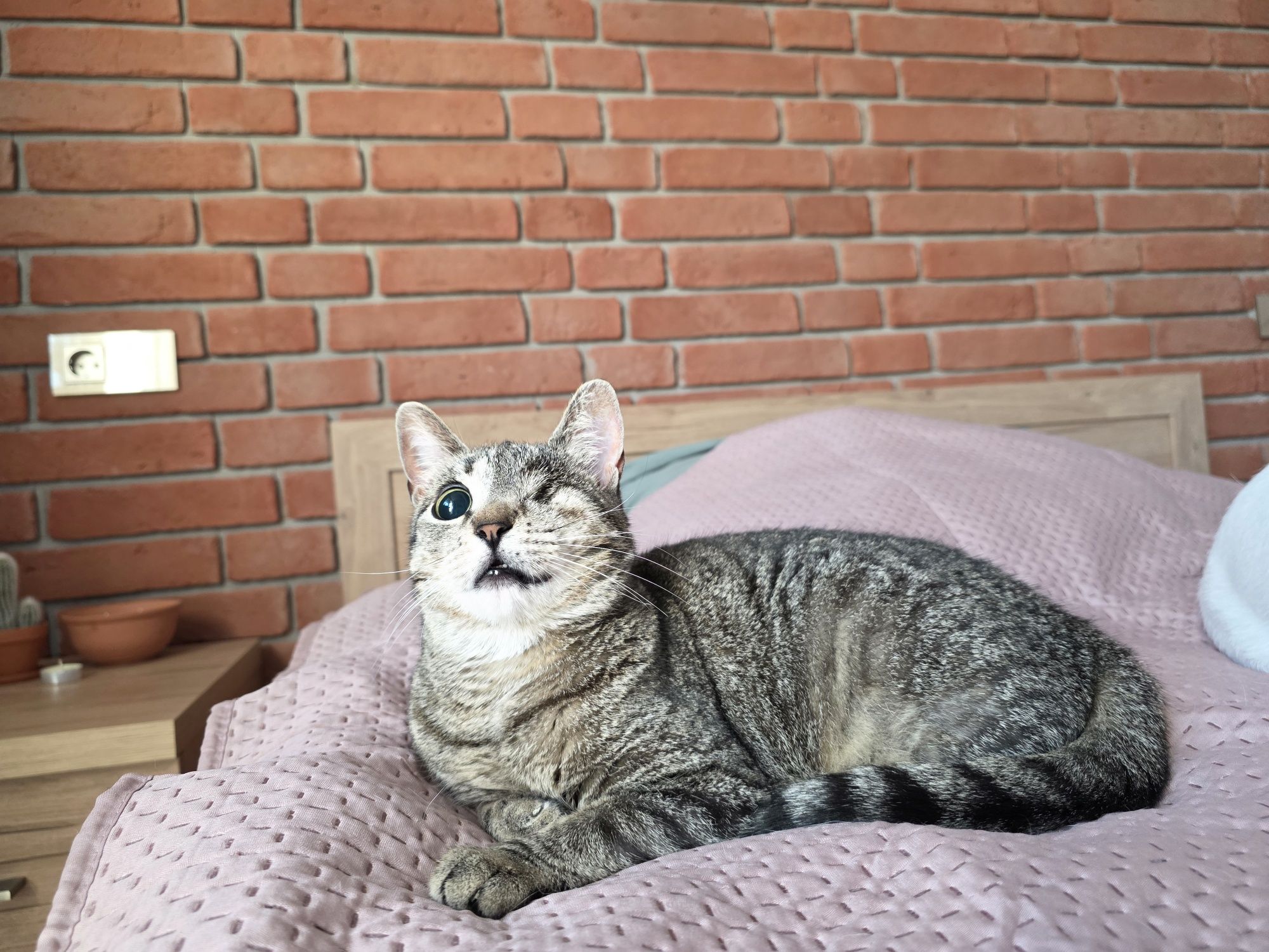 Grażynka kotka do adopcji 3 lata