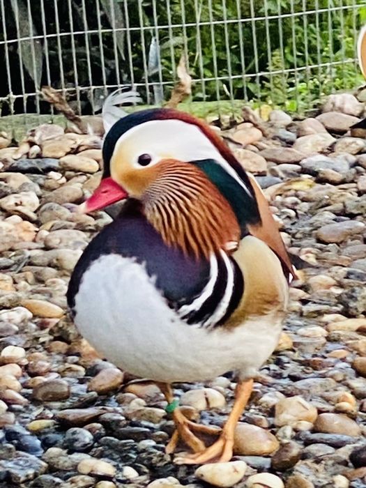 Patos mandarim/carolino, e outros.