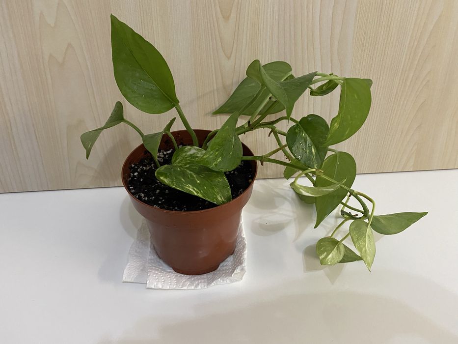 Planta Jiboia | Epipremnum aureum | Pothos