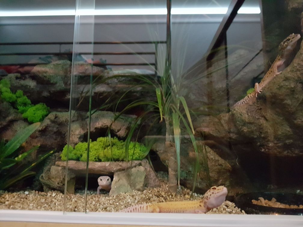 Terrarium + dwa gekony