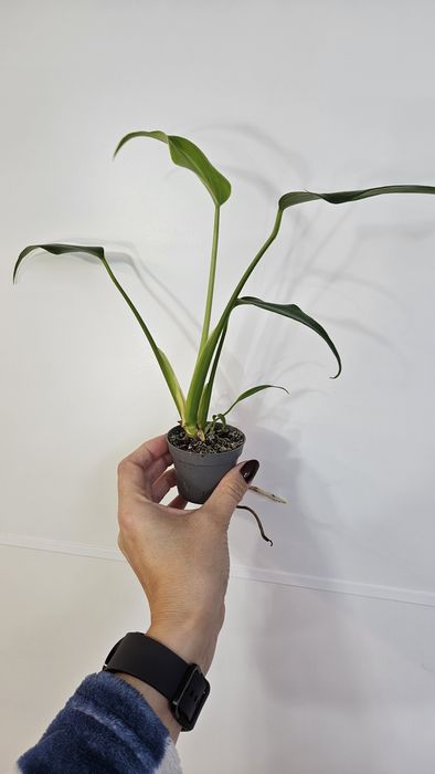 Monstera Burle Marx flame