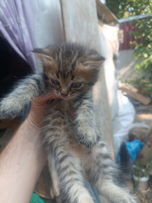 Котенята в добрі руки