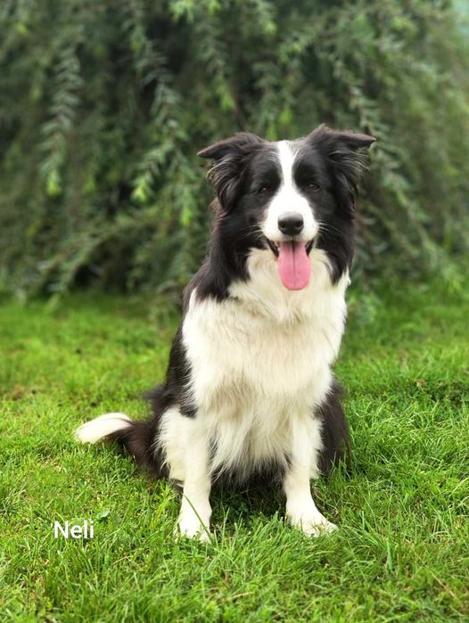 Border collie ZkwP/FCI samiec