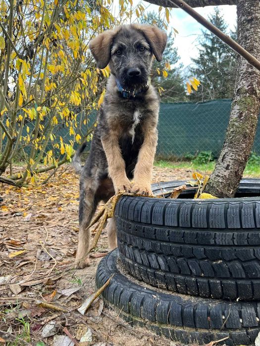 Szczeniak szuka domu