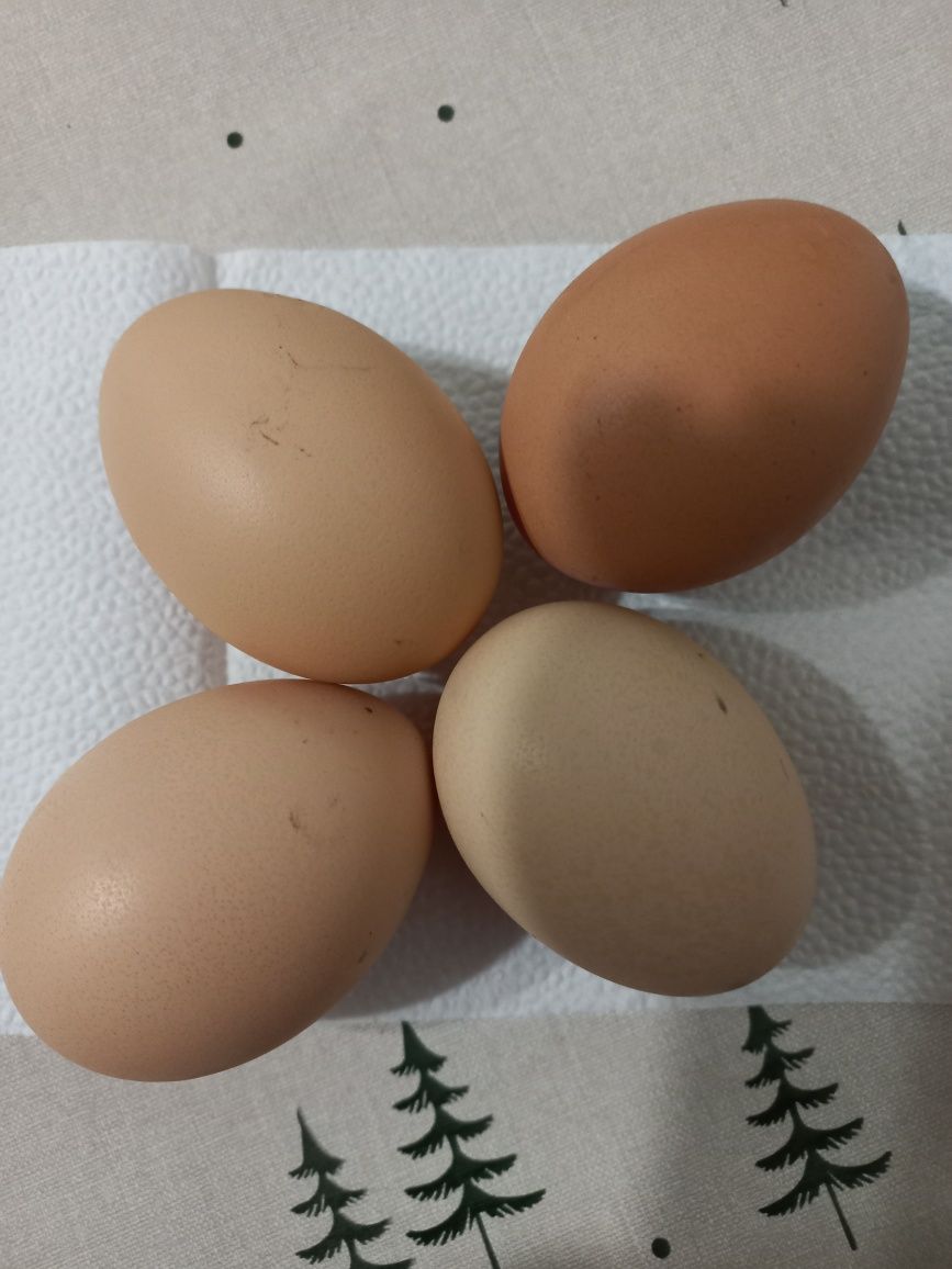 Продам інкубаційні яйця курей брама