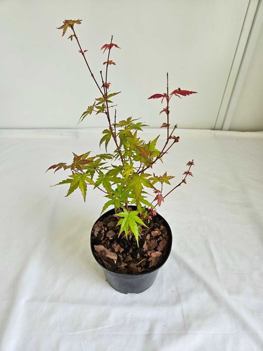 Klon palmowy bonsai ‘Phoenix’ 40 cm donica 2L